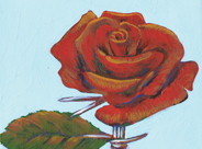 Barbwire rose