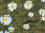 Daisies
